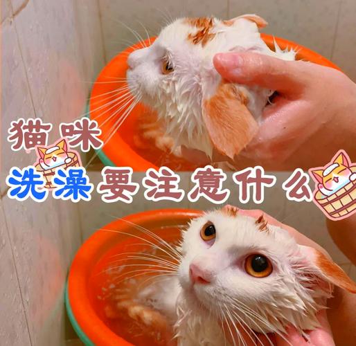 小猫一个月大不宜洗澡，风险高需谨慎（一个月小猫洗澡会死吗）