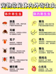 狗狗内外驱虫，健康重要！（狗狗什么情况要体内外驱虫）