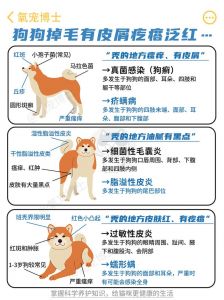 小土狗掉毛多？季节健康护肤都重要！（小土狗掉毛是怎么回事）
