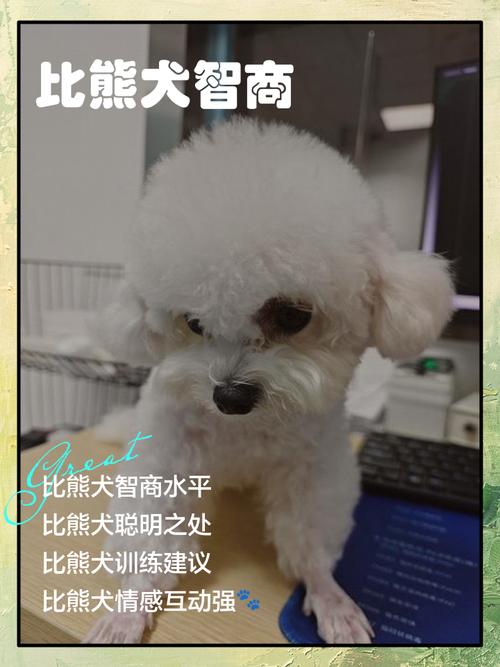 胆小狗狗是本能，需耐心关爱帮它自信（胆小的狗狗智商低吗）