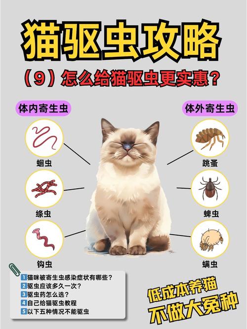 内外驱虫频率与注意事项（一岁内小猫的驱虫多久一次）