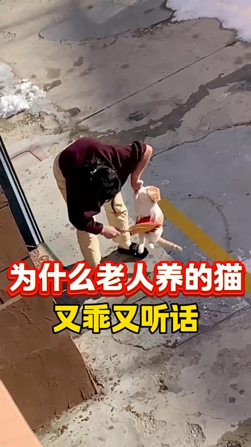 老人养猫，和谐相处靠理解和尊重（为什么老人养的猫都特别听话）