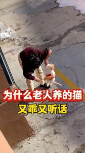 老人养猫，和谐相处靠理解和尊重（为什么老人养的猫都特别听话）