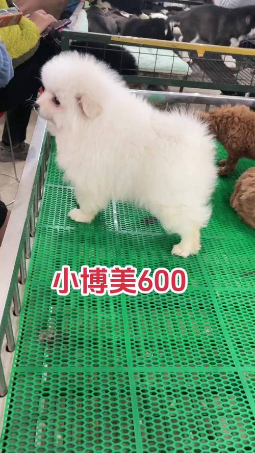 狗狗9个月没发情？原因多，注意观察及时看兽医！（博美狗9个月了没发情）