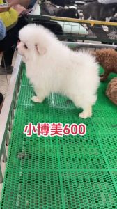 狗狗9个月没发情？原因多，注意观察及时看兽医！（博美狗9个月了没发情）