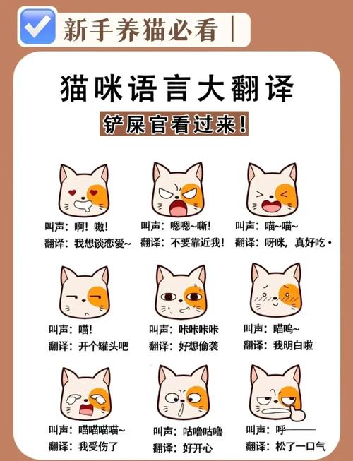 猫叫像交响乐，表达丰富情感（猫叫声大全 60秒）