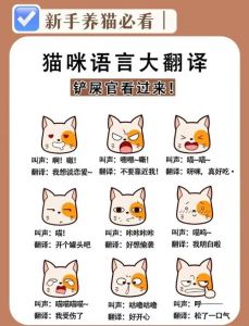 猫叫像交响乐，表达丰富情感（猫叫声大全 60秒）