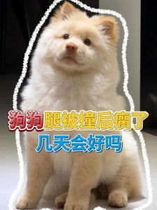 小狗腿被车撞了？速送医护！安全第一，牵引绳别忘（小狗被小车撞到了后腿瘸了一只）