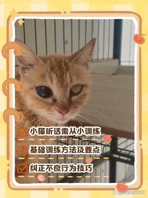 养猫顺天性，奖励引导不打骂（如何把猫训练得很听话）