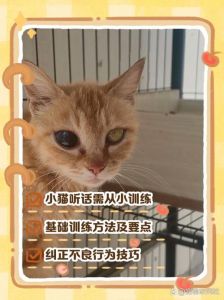 养猫顺天性，奖励引导不打骂（如何把猫训练得很听话）