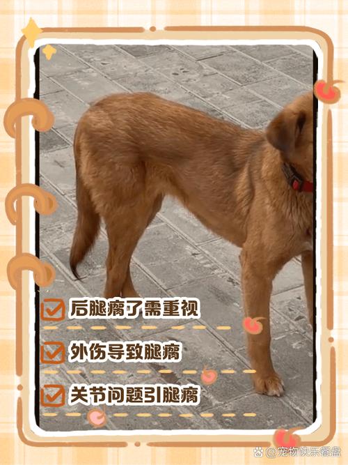 狗狗后腿瘸抽搐怎么办？速查原因就医！（狗被车撞脚瘸了后腿一直抽搐）