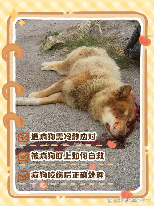 胆怯狗狗易攻击?理解包容是关键(狗狗太胆小了老被别的狗欺负) 胆怯狗狗易攻击?理解包容是关键(狗狗太胆小了老被别的狗欺负)