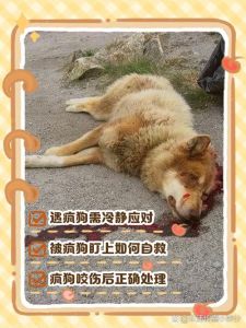 胆怯狗狗易攻击？理解包容是关键（狗狗太胆小了老被别的狗欺负）