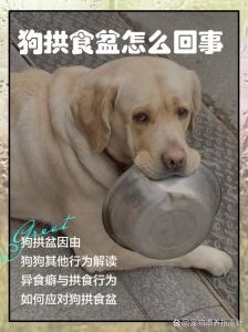 狗狗饿了怎么叫？幼犬哭闹，成年犬扒拉你！（狗狗肚子饿找人吃饭的叫声）