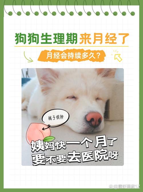 卫生防意外异常速就医（狗多久来一次月经）