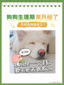 卫生防意外异常速就医（狗多久来一次月经）