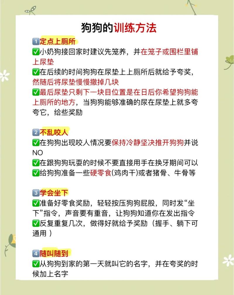 8个月前学指令，养成好习惯（狗狗多大可以开始训练）