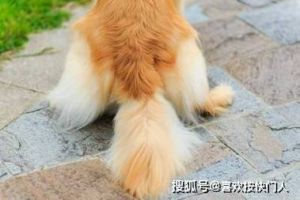 不安恐惧的表现（撸狗狗把尾巴夹在双腿中间）