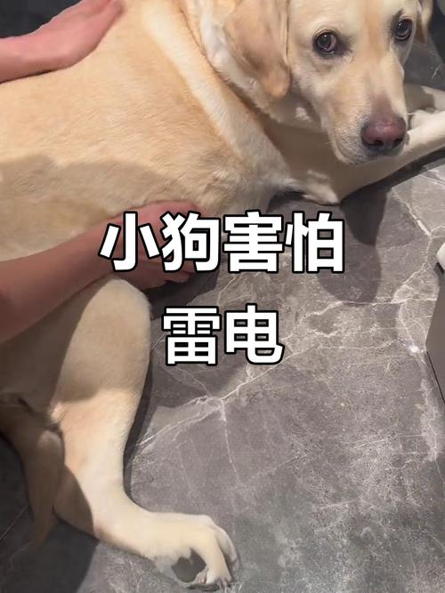多带狗狗出门，用零食玩具鼓励，耐心陪伴建立信任，改善怕人（狗狗胆小怕人怎么办）