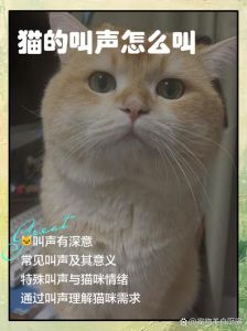 信任本能与适应所致（为什么小猫晚上听话）
