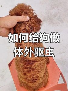 狗狗内外驱虫可同时做，注意用药后护理和特殊群体（狗狗体内体外可以同时驱虫吗）