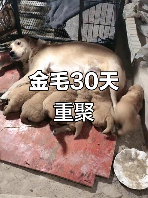 温柔教导，重建信任，打造和谐人宠关系（教训满月小狗结果小狗不开心）