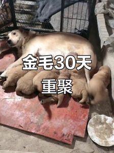 温柔教导，重建信任，打造和谐人宠关系（教训满月小狗结果小狗不开心）