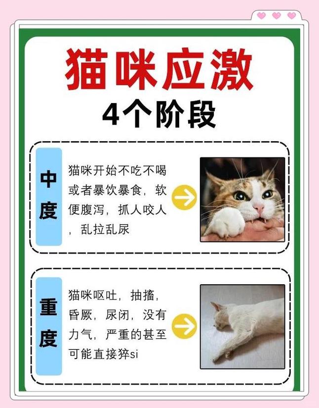 别打猫，会伤感情（为什么猫越打越听话）