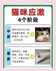 别打猫，会伤感情（为什么猫越打越听话）