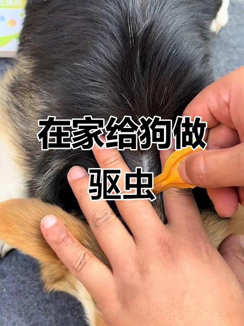 皮肤痒便异常瘦吃得好，快查！（怎么辨认狗狗要驱虫了）