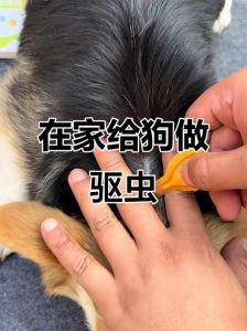 皮肤痒便异常瘦吃得好，快查！（怎么辨认狗狗要驱虫了）