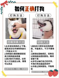 狗狗精力过剩易捣乱？正向引导更有效！（有没有什么训狗方法）