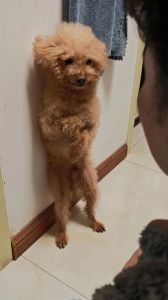 狗狗犯错眼神闪躲？别惩罚，正向训练更有效！（狗狗被教训的时候不敢正眼看主人）