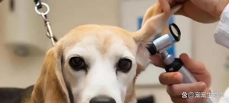 狗狗耳朵痒？检查清洁别忽视！（狗一直挠耳朵还甩头哼哼）