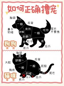 警惕！把女友当宠物是关系陷阱，爱是平等尊重非控制（把女朋友训练成宠物）