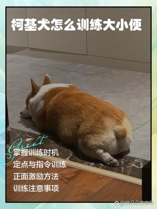 狗狗定点如厕训练有妙招（狗如何训练狗狗在固定位置尿尿）