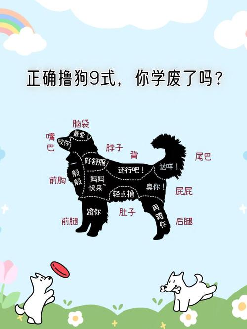 科学提升工作表现（狗狗k9训练教程）