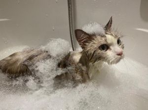 别洗澡，用毛巾清洁保暖防病（冬天可以给猫咪洗澡吗）