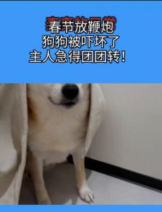 狗狗怕鞭炮怎么办？（狗狗胆小怕放炮怎么办）