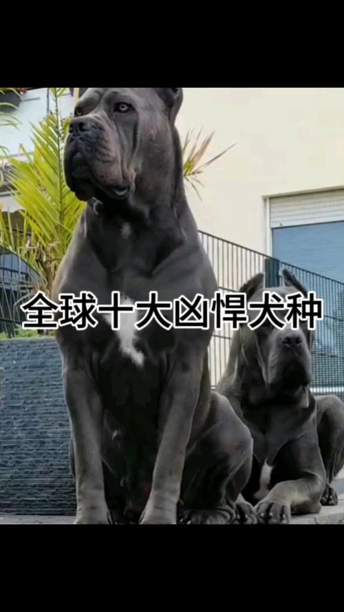 从松狮到比特，哪个最猛？（十大凶猛的狗犬排名）