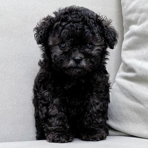 小白狗品种多易脏需勤护理（狗狗小白狗精仓库）
