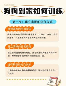 零食表扬为主，耐心引导效果好（怎么训小狗听话）