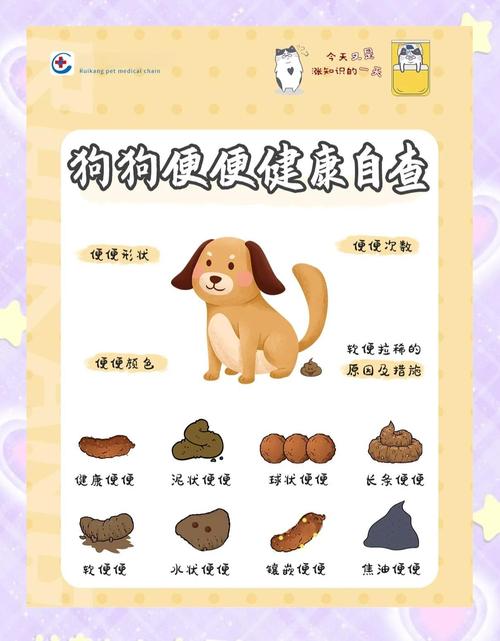 选犬种要考虑排泄习惯，幼犬科学训练，健康排泄很重要（挑选小狗排泄控制）