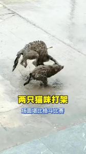 停止打猫，用爱和耐心修复关系（我把猫打了一顿）