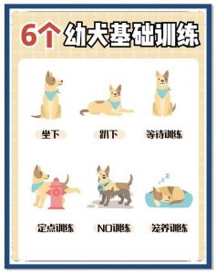 狗狗8个月前黄金期训练法（小狗狗应该怎么训练）