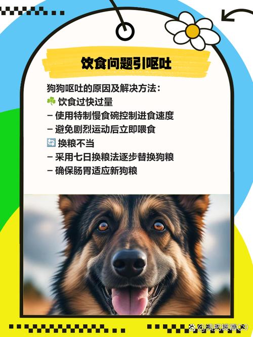 狗狗呕吐怎么办？速看应对指南！（狗呕吐最快解决方法）