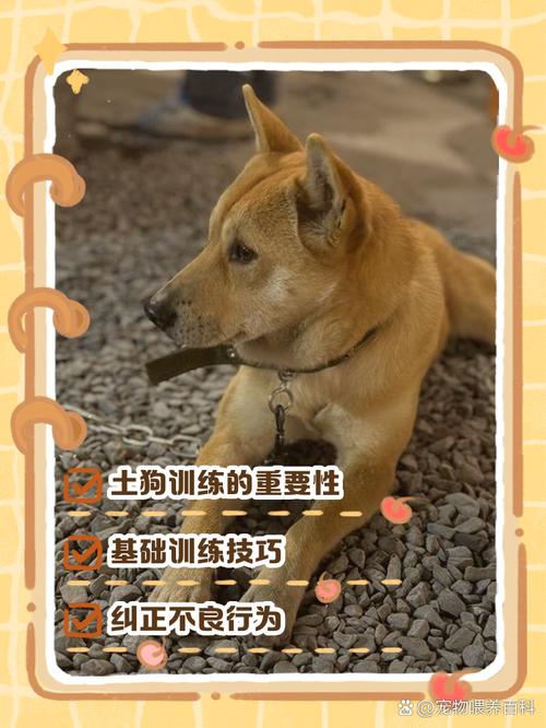 食物信任，指令清晰，正向引导（小土狗怎么训练才听话）