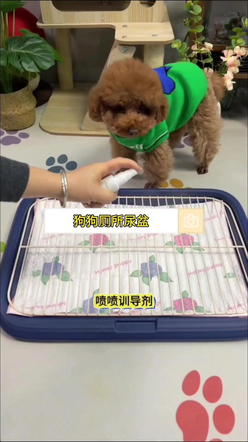狗狗尿盆边原因及解决方法（狗狗老是尿在尿盆边）