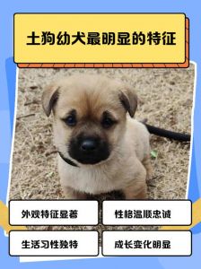 小土狗4-6个月换牙，主人注意这几点！（小狗换牙期是什么时候小土狗）
