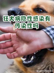 狗狗不亲人？耐心温柔建信任！（狗不亲人怎么办）